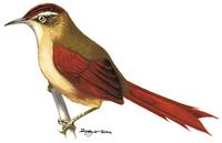 Image of: Cranioleuca hellmayri (streak-capped spinetail)