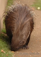 Hystrix indica - Indian Crested Porcupine