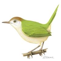 Image of: Orthotomus sutorius (common tailorbird)