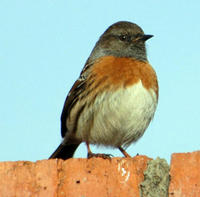 Image of: Prunella rubeculoides (robin accentor)