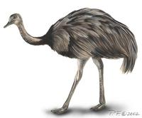 Image of: rhea americana (greater rhea)