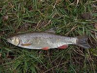 Squalius cephalus - European Chub