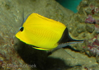 Forcipiger longirostris - Big Long-nosed Butterflyfish