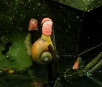 Image of: Pomacea canaliculata (channeled applesnail)