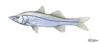 Image of: Centropomus undecimalis (common snook)