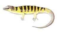Image of: Scincus scincus