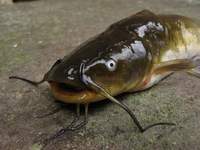 Ameiurus nebulosus - Brown Catfish