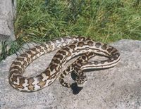 Morelia spilota variegata - Carpet Python