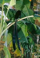 Photo: A Princess Stephanie's bird of paradise