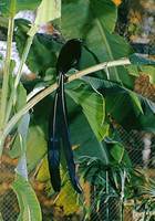 Photo: A Princess Stephanie's bird of paradise