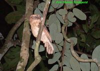 Gould's Frogmouth - Batrachostomus stellatus