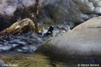 Little Forktail - Enicurus scouleri