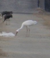 Siberian Crane - Grus leucogeranus