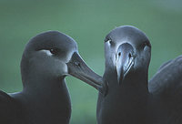 Black-footed Albatross (Phoebastria nigripes) photo