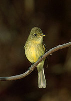 Pacific-slope Flycatcher (Empidonax difficilis) photo