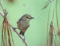 Thick-billed Vireo (Vireo crassirostris) photo