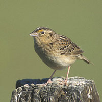 Grasshopper Sparrow (Ammodramus savannarum) photo