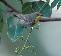 Olive-capped Warbler (Dendroica pityophila) photo