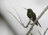 Black-breasted Puffleg (Eriocnemis nigrivestis) photo