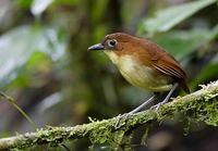 Yellow-breasted Antpitta (Grallaria flavotincta) photo