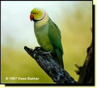 Rose-ringed Parakeet - Psittacula krameri