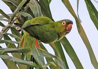 Blue-crowned Parakeet - Aratinga acuticaudata