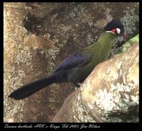 Hartlaub's Turaco - Tauraco hartlaubi