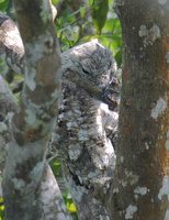 Great Potoo - Nyctibius grandis