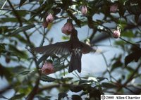 Giant Hummingbird - Patagona gigas