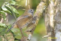 Variable Antshrike - Thamnophilus caerulescens