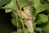 Gray Antwren - Myrmotherula menetriesii