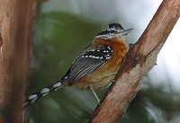 Ferruginous Antbird - Drymophila ferruginea