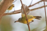 Spotted Tody-Flycatcher - Todirostrum maculatum