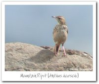 Mountain Pipit - Anthus hoeschi