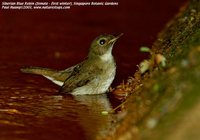 Siberian Blue Robin - Luscinia cyane