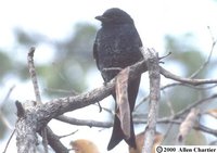 Fork-tailed Drongo - Dicrurus adsimilis