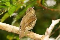 Tooth-billed Catbird - Ailuroedus dentirostris