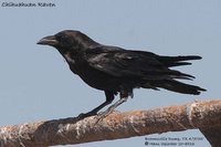 Chihuahuan Raven - Corvus cryptoleucus