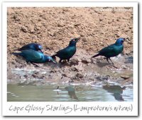 Cape Glossy-Starling - Lamprotornis nitens