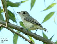 Warbling Vireo - Vireo gilvus