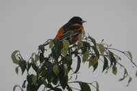 Baltimore Oriole - Icterus galbula