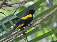 Yellow-winged Cacique - Cacicus melanicterus