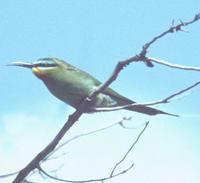 Blue-cheeked Bee-eater