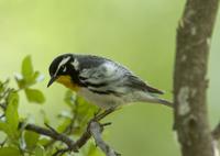 Yellow-throated Warbler