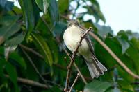 ...Mosqueta Boreal - Traill's Flycatcher, Willow Flycatcher or Alder Flycatcher - Empidonax trailli