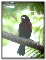 Silver-beaked tanager, male