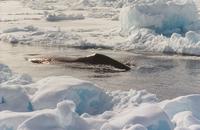 Bowhead whale