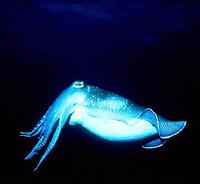 Cuttlefish - Sepia officinalis