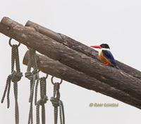 Black-capped kingfisher C20D 03615.jpg