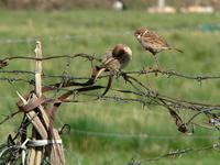 Tree sparrows Passer montanus